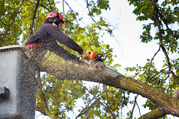 How Our Tree Care Process Works  in  Belmond, IA